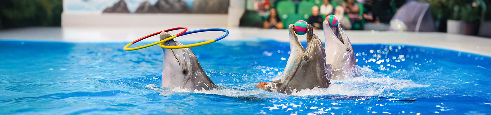 Dubai Dolphinarium Open Dated Tickets