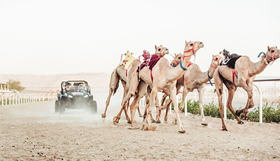 Guided Trip to Camel Farm